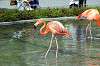 ueno_zoo_4040_mini.jpg