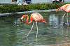 ueno_zoo_4041_mini.jpg