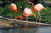 ueno_zoo_4043_mini.jpg