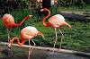 ueno_zoo_4044_mini.jpg