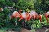 ueno_zoo_4053_mini.jpg