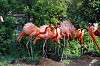 ueno_zoo_4056_mini.jpg