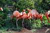 ueno_zoo_4057_mini.jpg