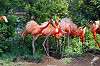 ueno_zoo_4058_mini.jpg