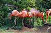 ueno_zoo_4070_mini.jpg