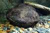 ueno_zoo_4074_mini.jpg