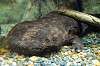 ueno_zoo_4075_mini.jpg