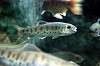 ueno_zoo_4076_mini.jpg