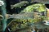ueno_zoo_4078_mini.jpg