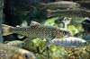 ueno_zoo_4084_mini.jpg