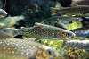 ueno_zoo_4085_mini.jpg