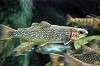 ueno_zoo_4086_mini.jpg