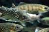 ueno_zoo_4088_mini.jpg