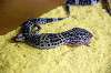 ueno_zoo_4102_mini.jpg