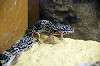 ueno_zoo_4103_mini.jpg