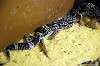 ueno_zoo_4104_mini.jpg