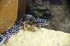ueno_zoo_4105_mini.jpg