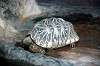 ueno_zoo_4106_mini.jpg