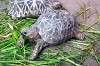 ueno_zoo_4107_mini.jpg