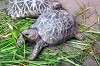 ueno_zoo_4110_mini.jpg
