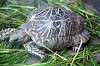 ueno_zoo_4111_mini.jpg