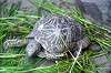 ueno_zoo_4113_mini.jpg