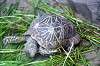 ueno_zoo_4114_mini.jpg