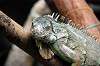 ueno_zoo_4115_mini.jpg