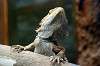 ueno_zoo_4118_mini.jpg