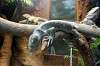 ueno_zoo_4120_mini.jpg