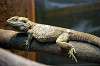 ueno_zoo_4123_mini.jpg