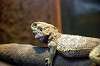 ueno_zoo_4124_mini.jpg