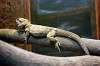 ueno_zoo_4125_mini.jpg
