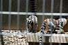 ueno_zoo_4130_mini.jpg