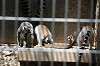 ueno_zoo_4131_mini.jpg