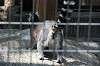 ueno_zoo_4133_mini.jpg