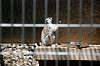 ueno_zoo_4134_mini.jpg