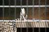 ueno_zoo_4138_mini.jpg