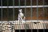 ueno_zoo_4139_mini.jpg