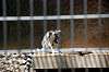 ueno_zoo_4141_mini.jpg