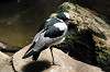 ueno_zoo_4146_mini.jpg