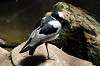 ueno_zoo_4147_mini.jpg