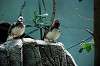 ueno_zoo_4149_mini.jpg