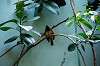 ueno_zoo_4150_mini.jpg