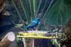ueno_zoo_4153_mini.jpg