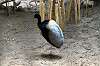 ueno_zoo_4159_mini.jpg