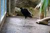 ueno_zoo_4161_mini.jpg
