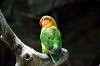 ueno_zoo_4162_mini.jpg
