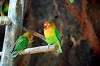 ueno_zoo_4163_mini.jpg
