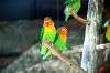 ueno_zoo_4164_mini.jpg